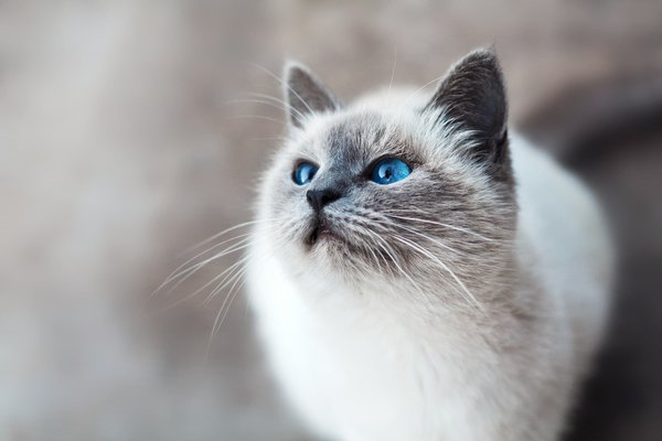 Quels sont les symptômes d'une allergie aux piqures de puces chez un chat de race California Spangled et comment la traiter?