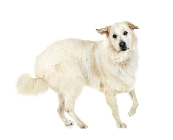 Tout savoir sur les chiens : conseils et astuces utiles